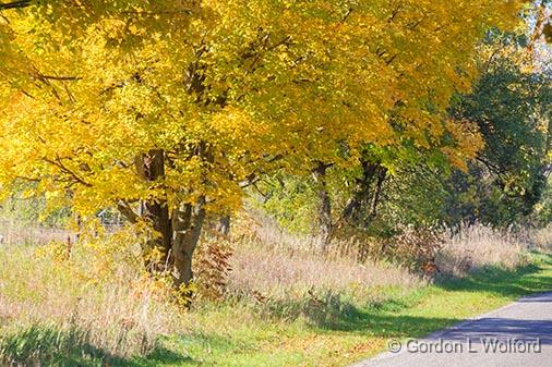 Autumn Roadside_29579.jpg - Photographed near Portland, Ontario, Canada.
